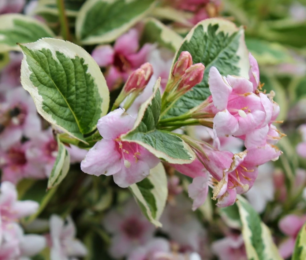 Weigela 'Splendid' (Krzewuszka 'Splendid')