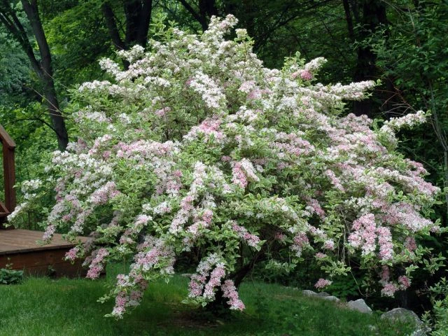 Weigela 'Splendid' (Krzewuszka 'Splendid')