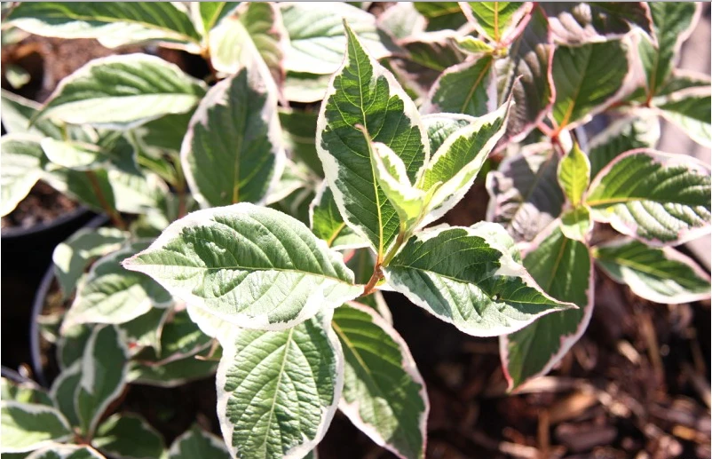 Weigela Sunny Fantasy 'Kolsunn' (Krzewuszka Sunny Fantasy 'Kolsunn')