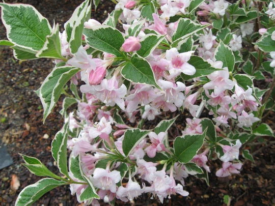 Weigela Sunny Fantasy 'Kolsunn' (Krzewuszka Sunny Fantasy 'Kolsunn')