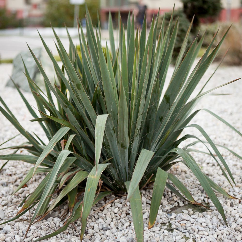 Yucca filamentosa (Jukka karolińska)