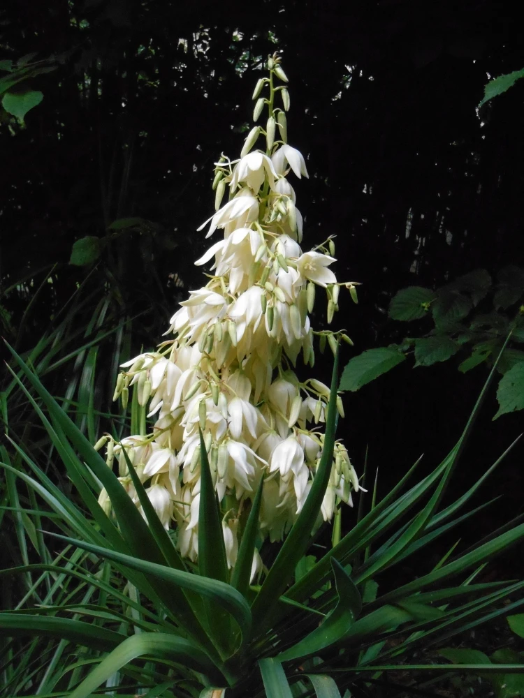 Yucca filamentosa (Jukka karolińska)