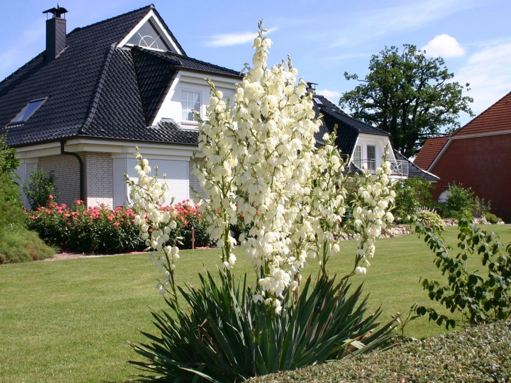 Yucca filamentosa (Jukka karolińska)
