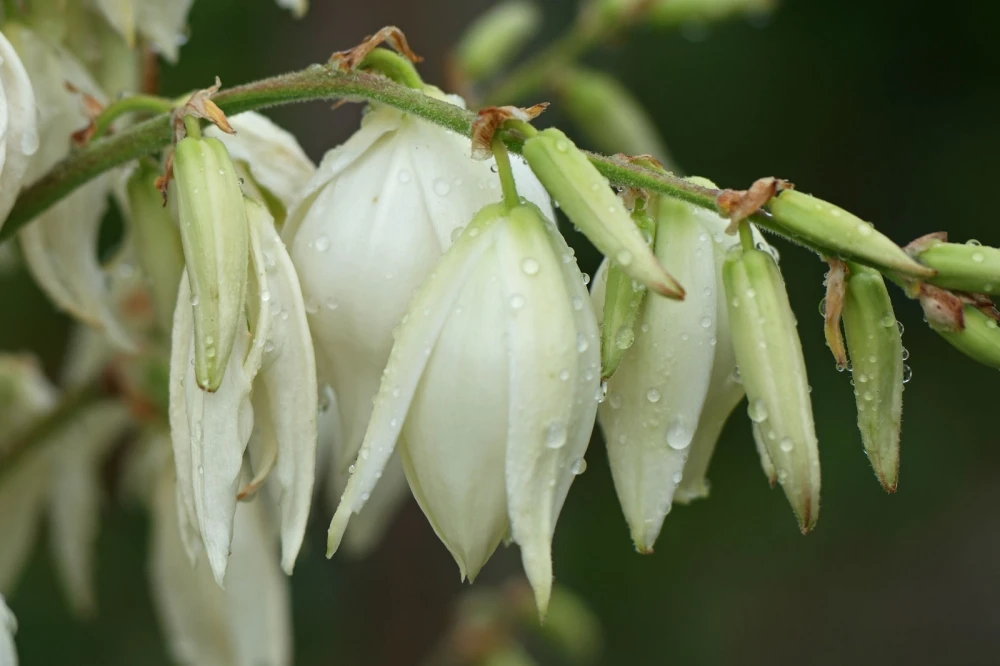 Yucca filamentosa (Jukka karolińska)