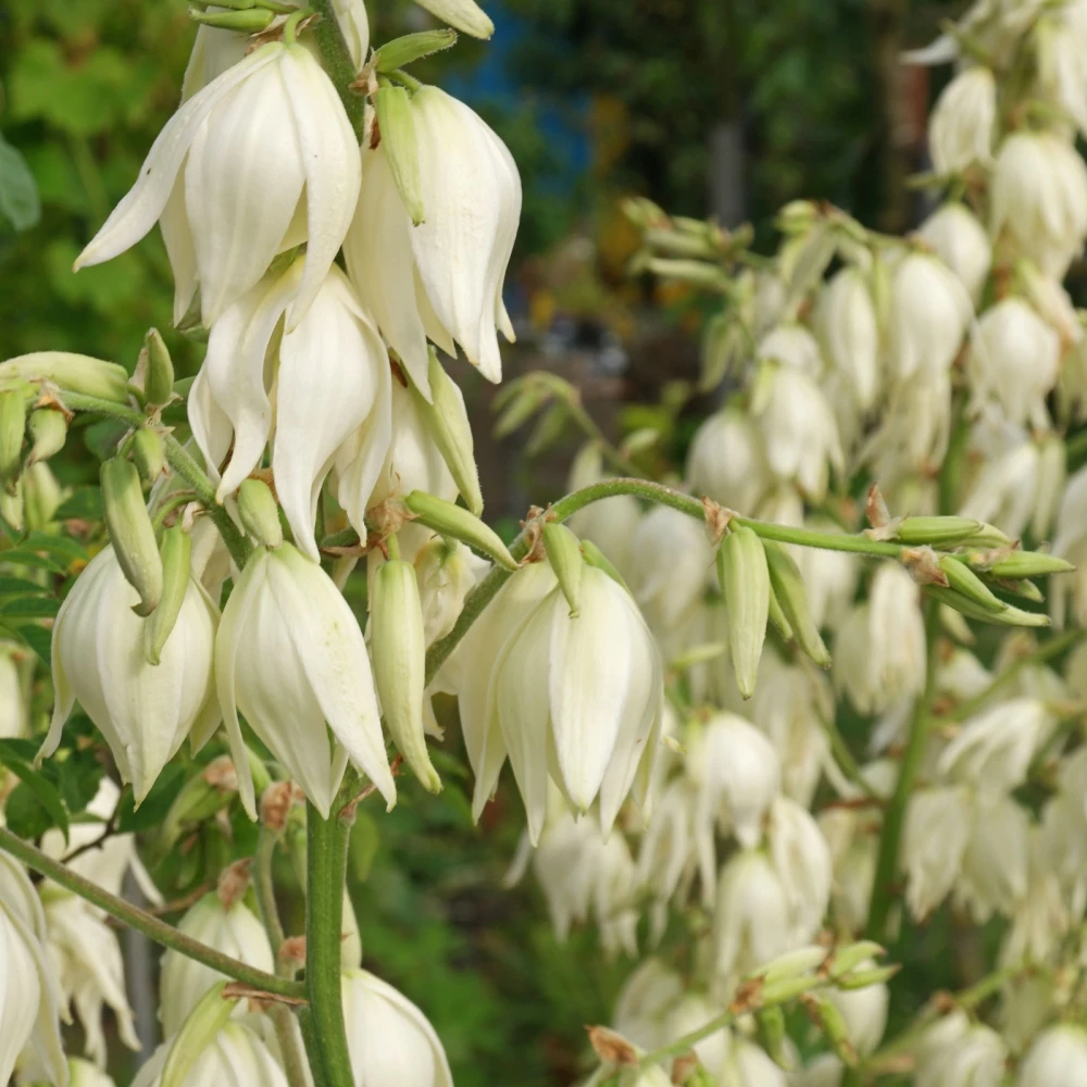 Yucca filamentosa (Jukka karolińska)