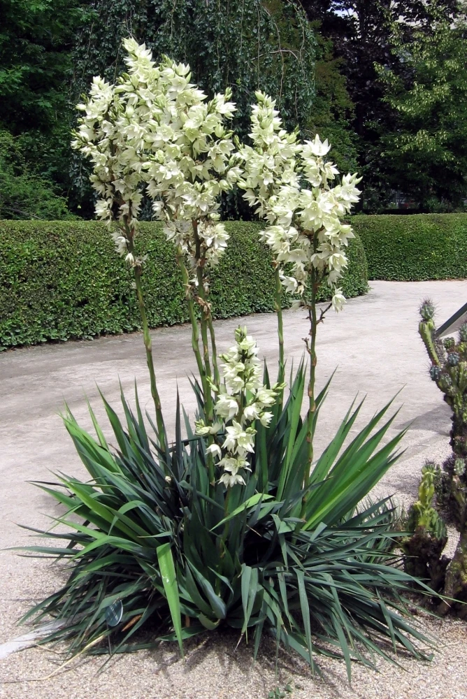 Yucca filamentosa (Jukka karolińska)