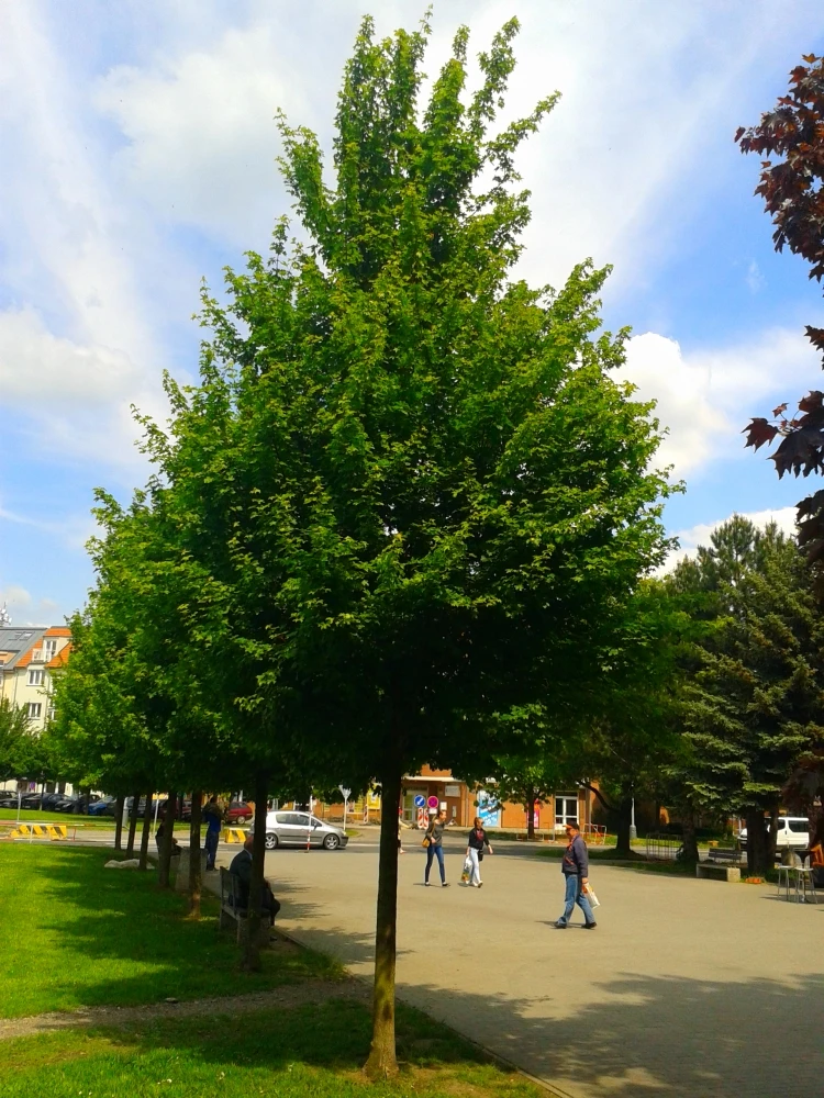 Acer campestre (Klon polny)