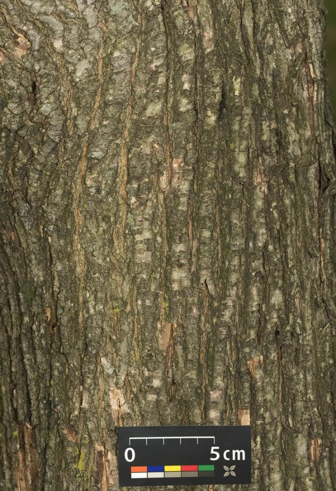 Acer campestre (Klon polny)