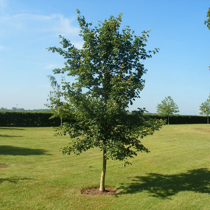 Acer campestre (Klon polny)