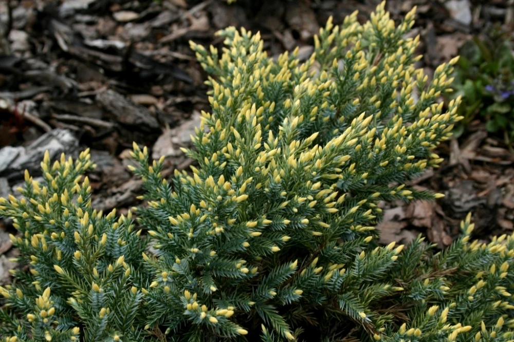 Juniperus squamata 'Dream Joy' Jałowiec łuskowaty 'Dream Joy'
