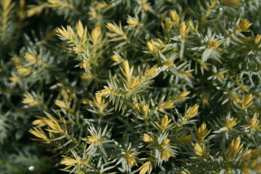 Juniperus squamata 'Dream Joy' Jałowiec łuskowaty 'Dream Joy'