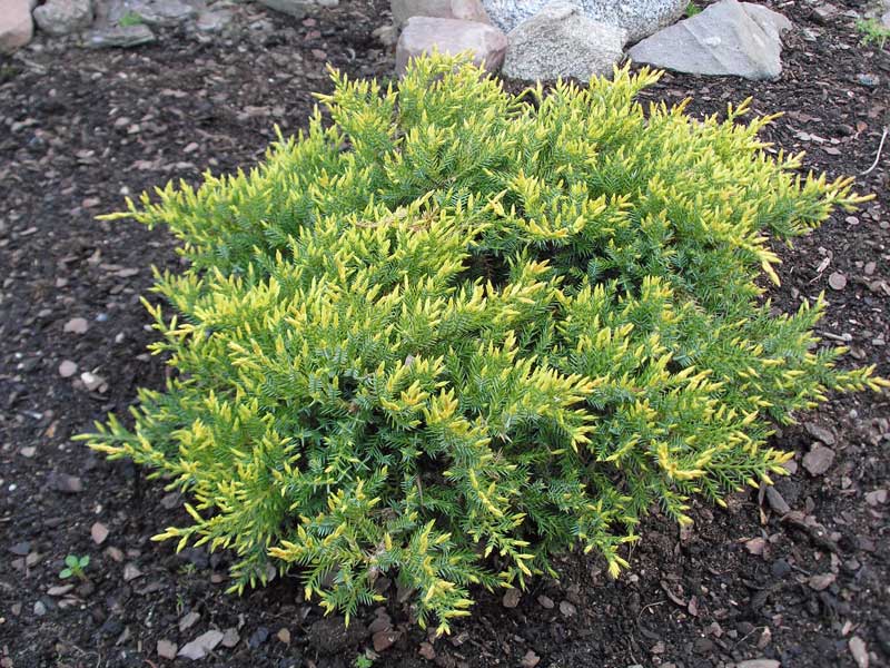 Juniperus squamata 'Dream Joy' Jałowiec łuskowaty 'Dream Joy'