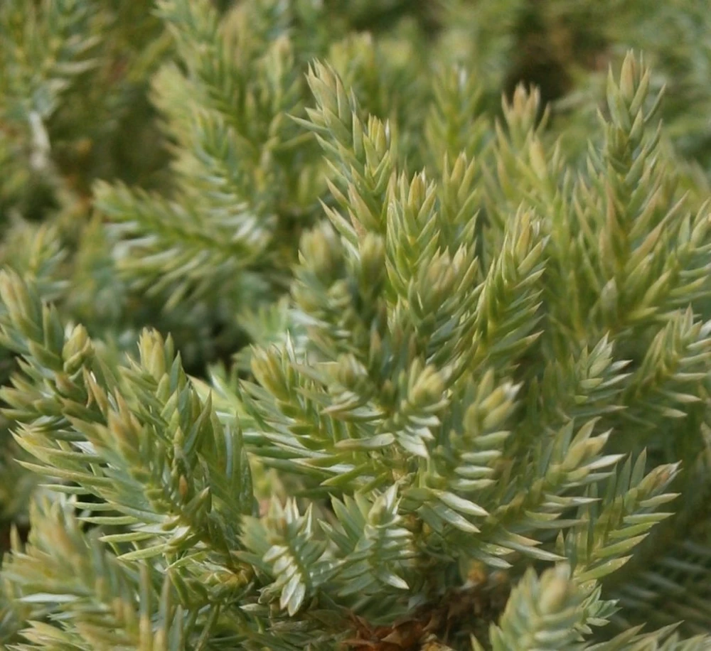 Juniperus squamata 'Dream Joy' Jałowiec łuskowaty 'Dream Joy'