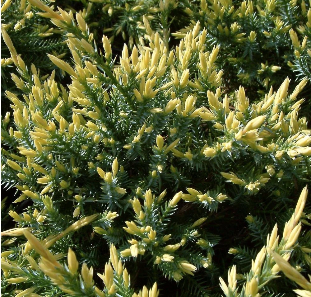 Juniperus squamata 'Dream Joy' Jałowiec łuskowaty 'Dream Joy'