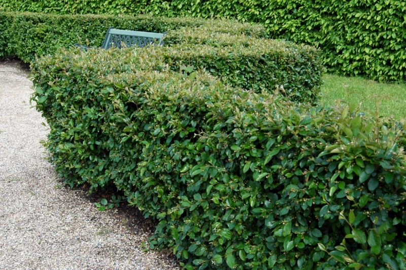 Cotoneaster lucidus (Irga błyszcząca)