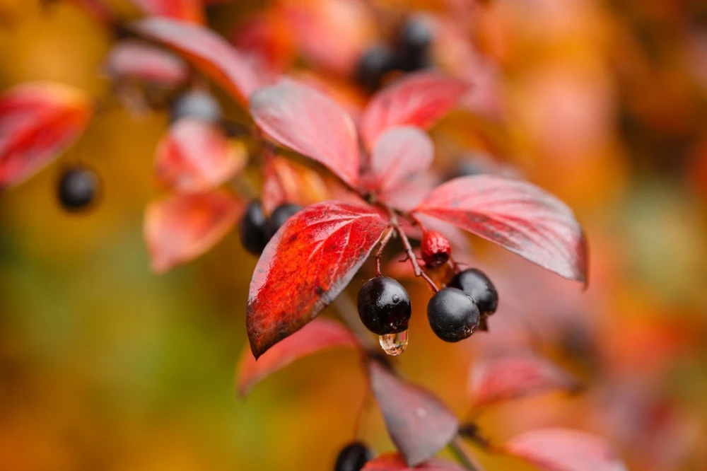 Cotoneaster lucidus (Irga błyszcząca)