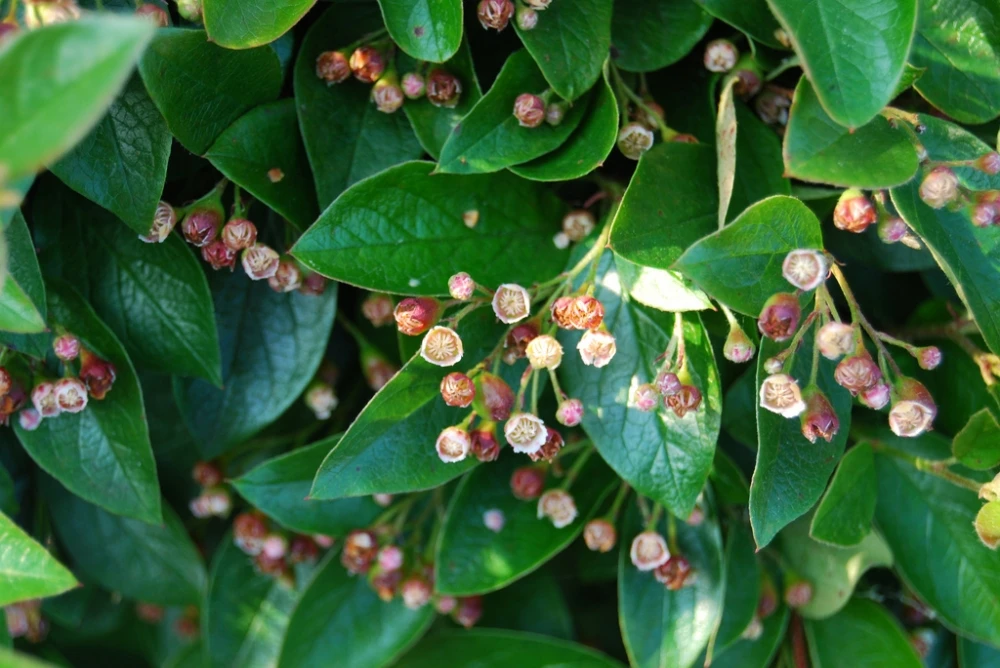 Cotoneaster lucidus (Irga błyszcząca)