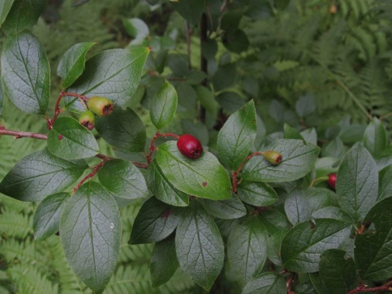 Cotoneaster lucidus (Irga błyszcząca)