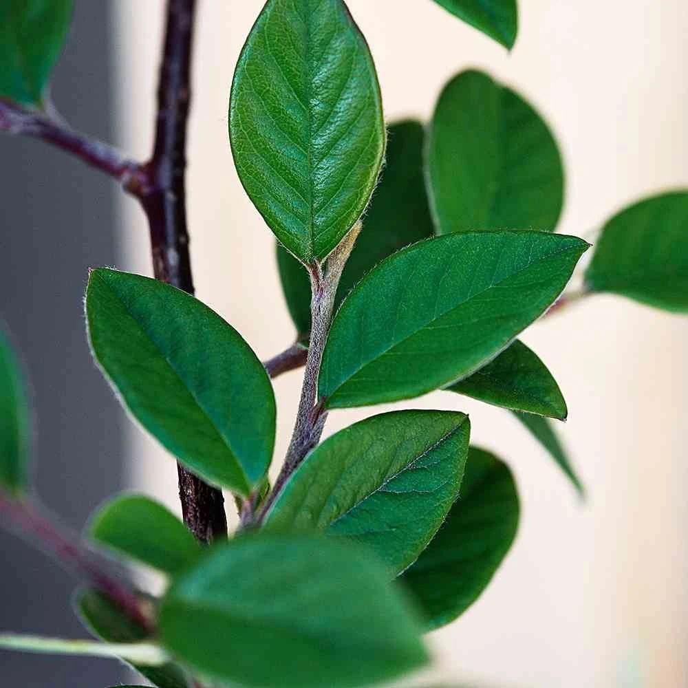 Cotoneaster lucidus (Irga błyszcząca)