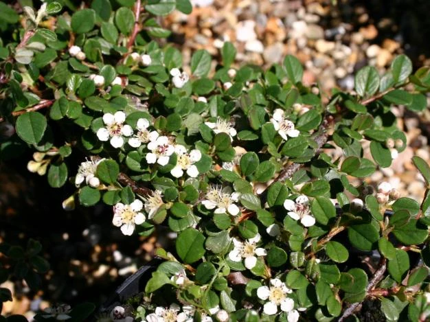 Cotoneaster procumbens "Queen of Carpets" (Irga płożąca 'Queen of Carpets')