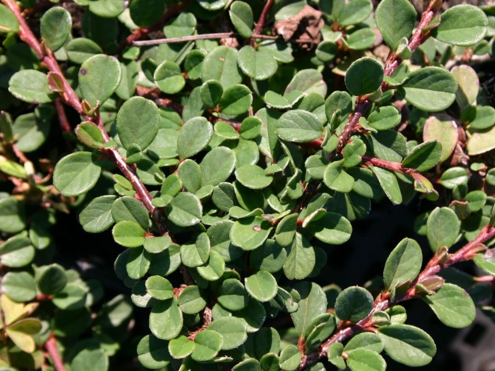 Cotoneaster procumbens "Queen of Carpets" (Irga płożąca 'Queen of Carpets')