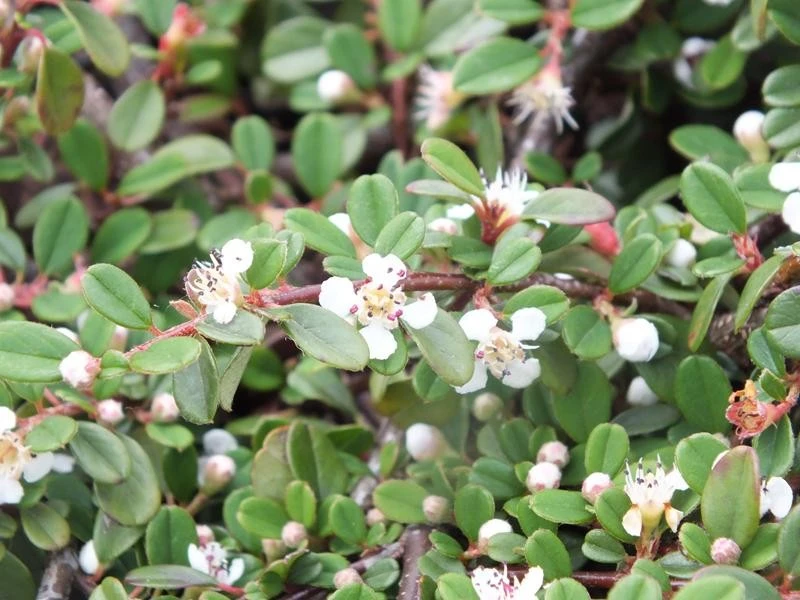Cotoneaster procumbens "Queen of Carpets" (Irga płożąca 'Queen of Carpets')