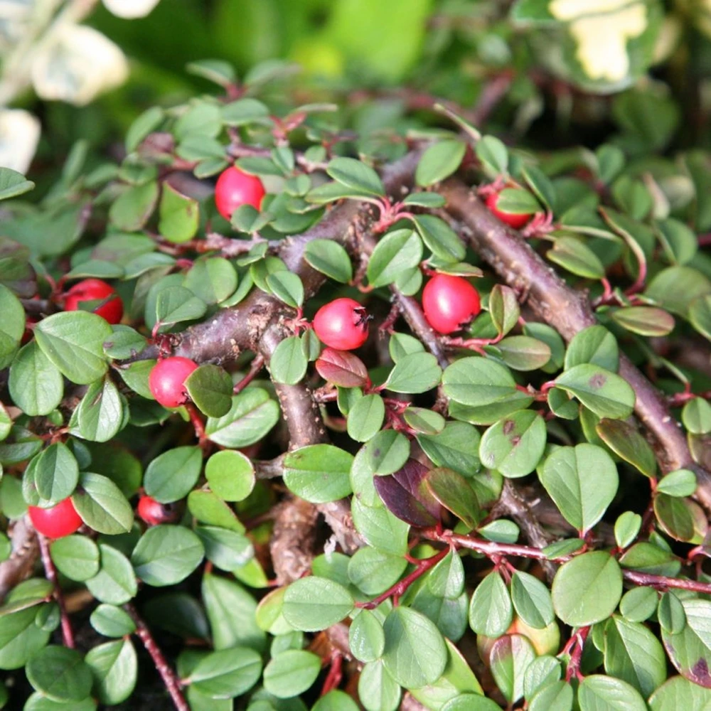 Cotoneaster procumbens "Queen of Carpets" (Irga płożąca 'Queen of Carpets')