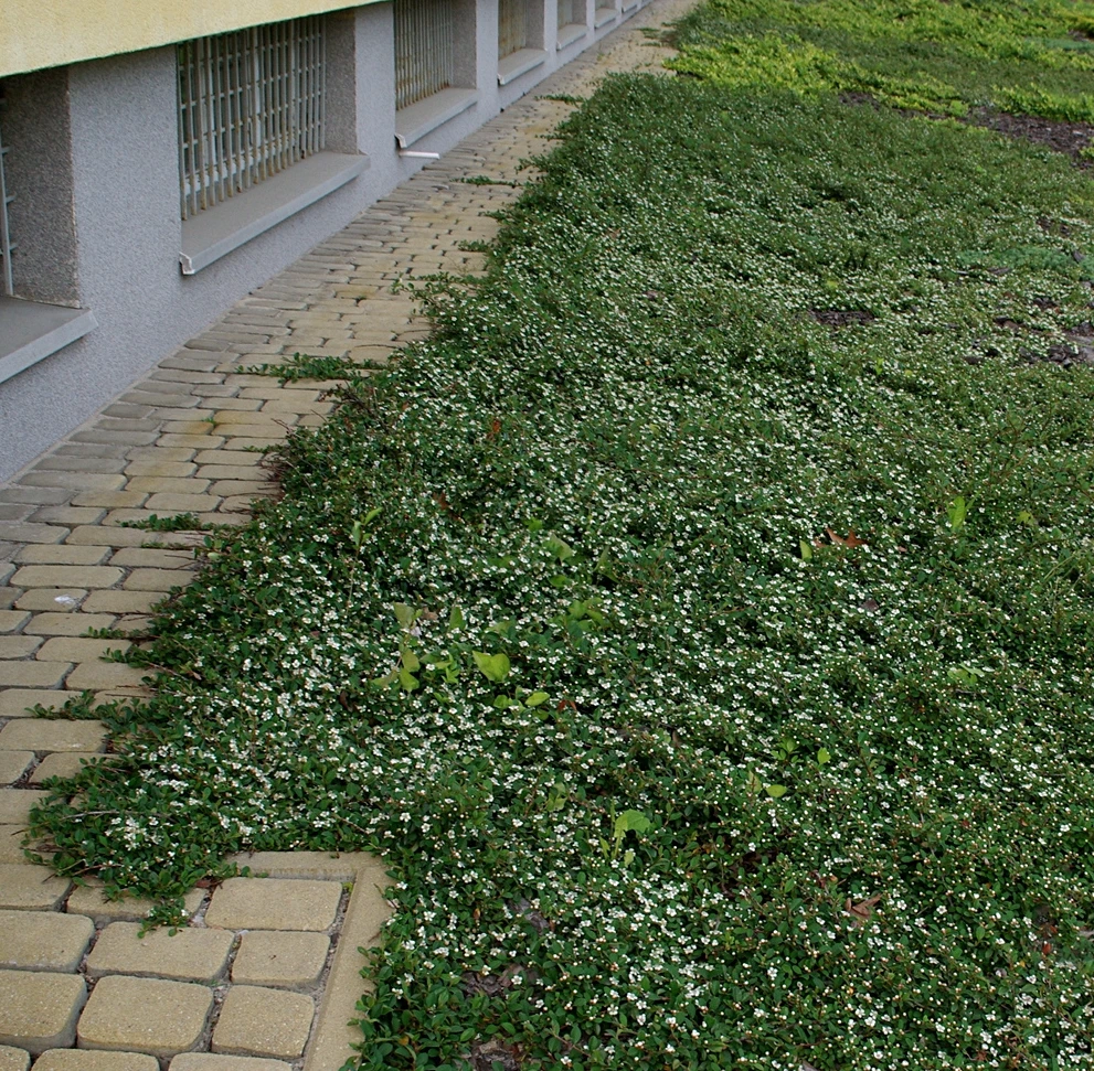 Cotoneaster procumbens "Queen of Carpets" (Irga płożąca 'Queen of Carpets')