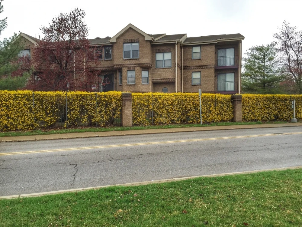Forsythia ×intermedia Minigold (Forsycja pośrednia Minigold)