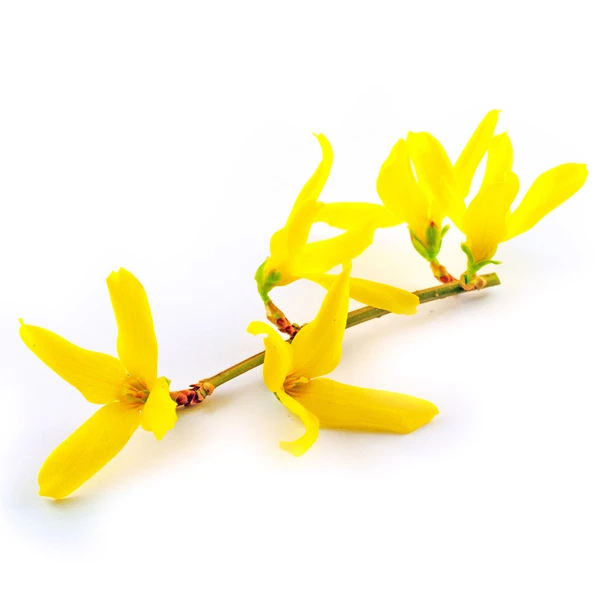 Forsythia ×intermedia Minigold (Forsycja pośrednia Minigold)