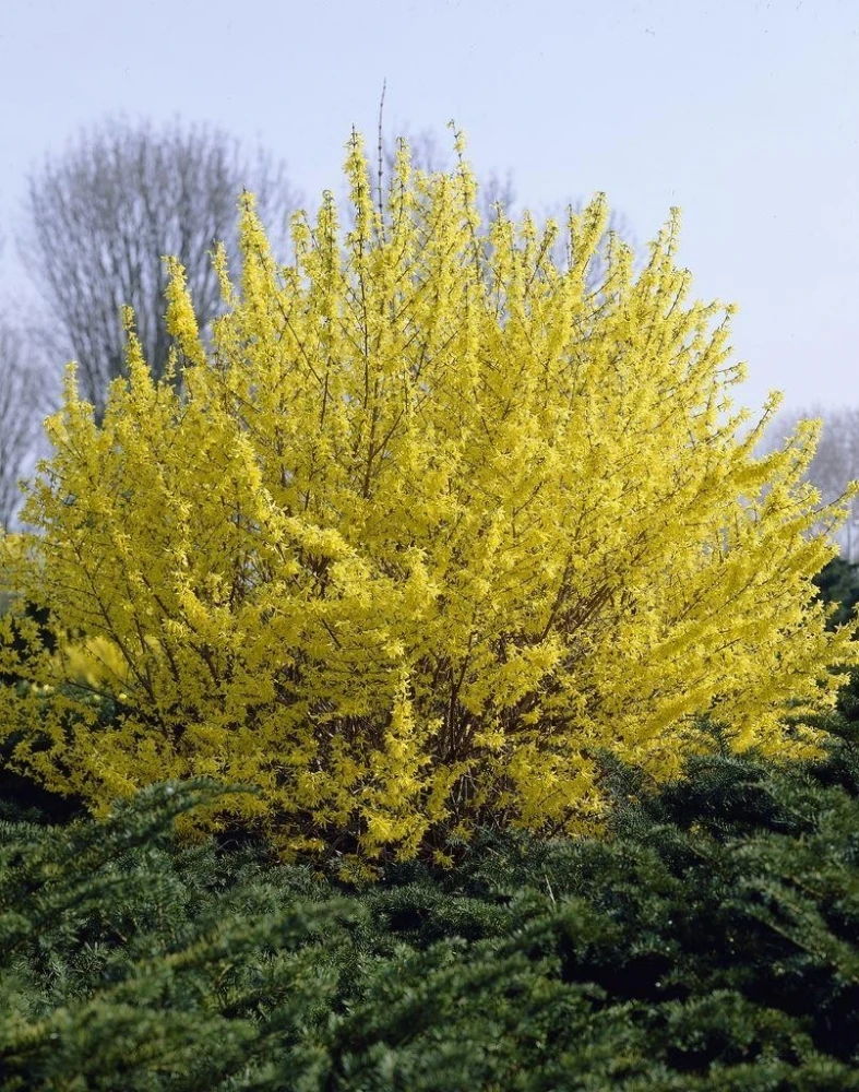 Forsythia ×intermedia Minigold (Forsycja pośrednia Minigold)