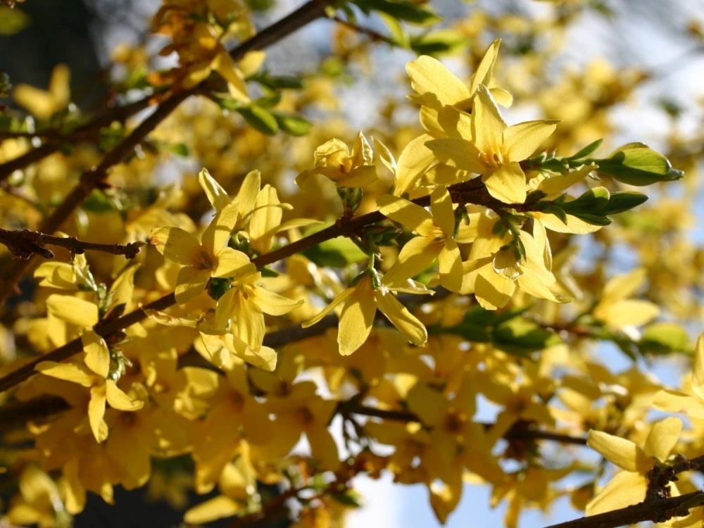 Forsythia ×intermedia Minigold (Forsycja pośrednia Minigold)