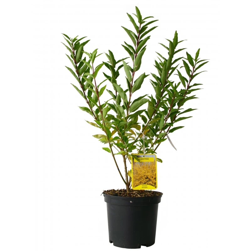 Forsythia ×intermedia Minigold (Forsycja pośrednia Minigold)