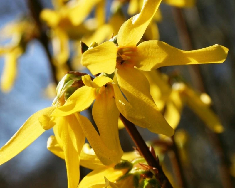 Forsythia ×intermedia Minigold (Forsycja pośrednia Minigold)