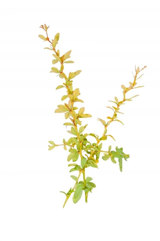 Berberis thunbergii 'Goldalita' (Berberys Thunberga 'Goldalita' )