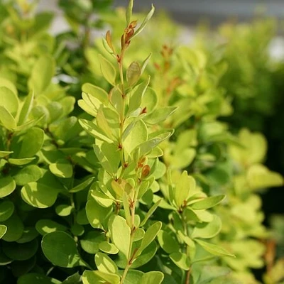 Berberis thunbergii 'Dart's Red Lady' (Berberys Thunberga 'Dart's Red Lady')