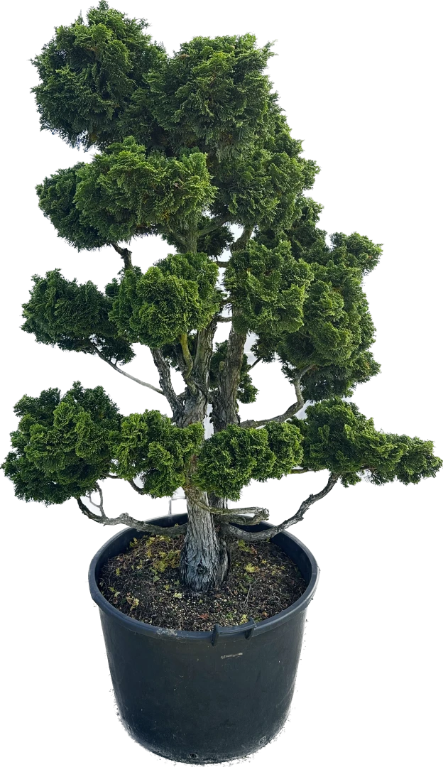 Chamaecyparis obtusa 'Nana Gracilis' (Cyprysik tępołuskowy 'Nana Gracilis')