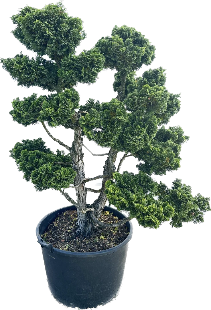 Chamaecyparis obtusa 'Nana Gracilis' (Cyprysik tępołuskowy 'Nana Gracilis')