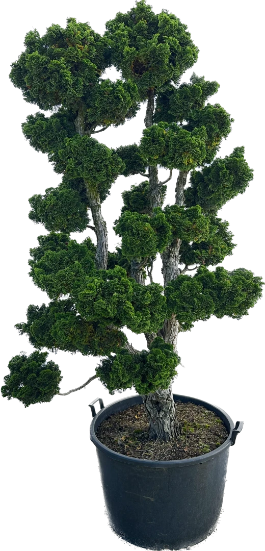 Chamaecyparis obtusa 'Nana Gracilis' (Cyprysik tępołuskowy 'Nana Gracilis')