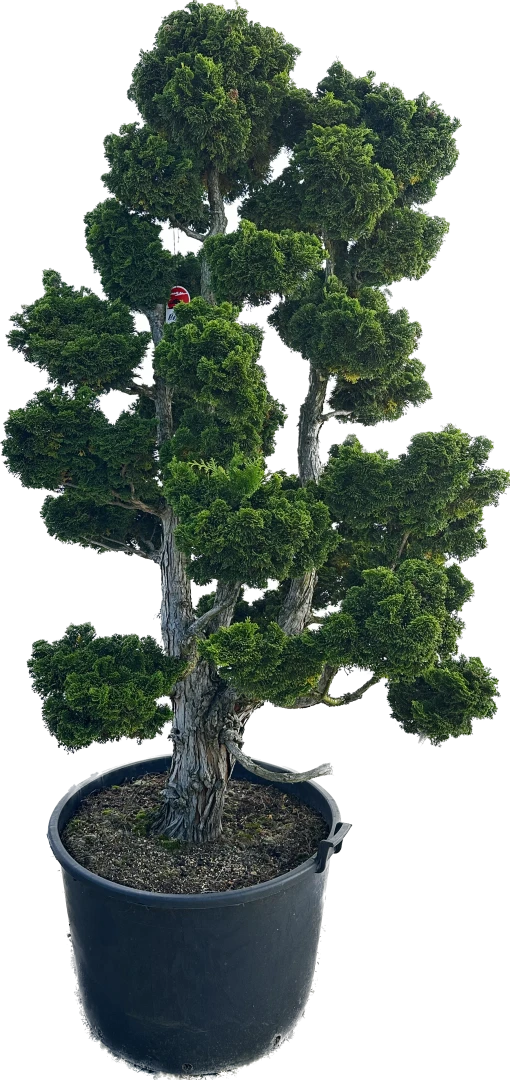 Chamaecyparis obtusa 'Nana Gracilis' (Cyprysik tępołuskowy 'Nana Gracilis')