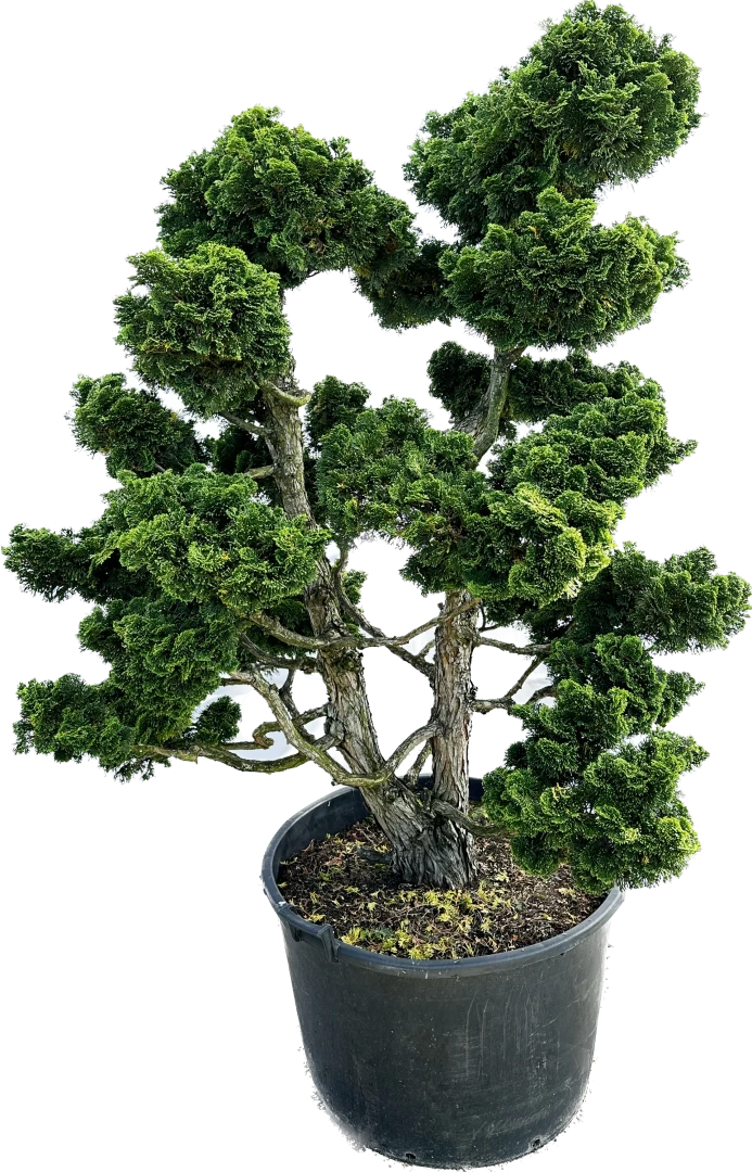 Chamaecyparis obtusa 'Nana Gracilis' (Cyprysik tępołuskowy 'Nana Gracilis')