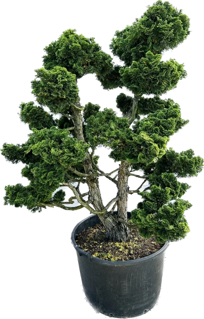 Chamaecyparis obtusa 'Nana Gracilis' (Cyprysik tępołuskowy 'Nana Gracilis')