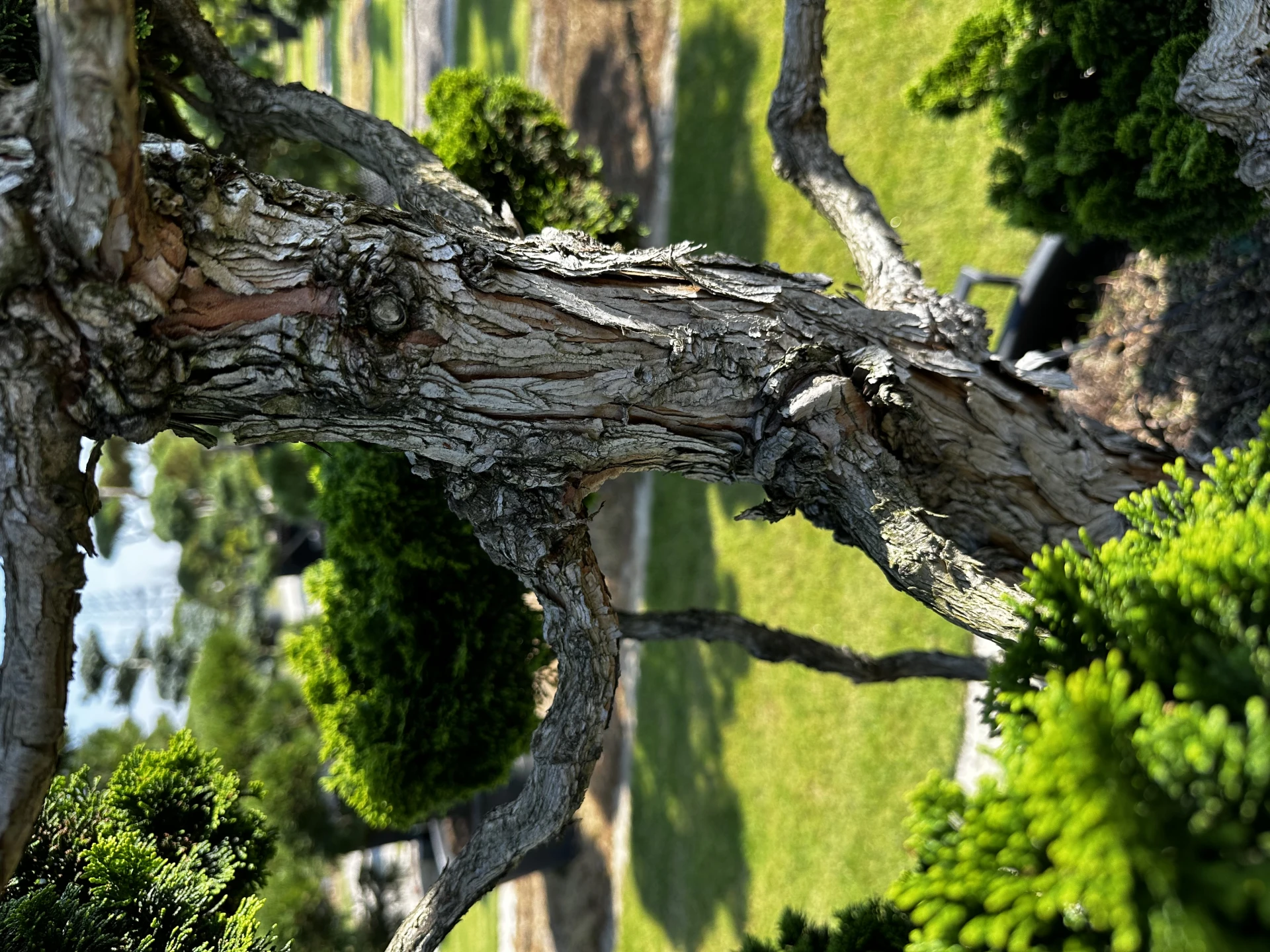 Chamaecyparis obtusa 'Nana Gracilis' (Cyprysik tępołuskowy 'Nana Gracilis')