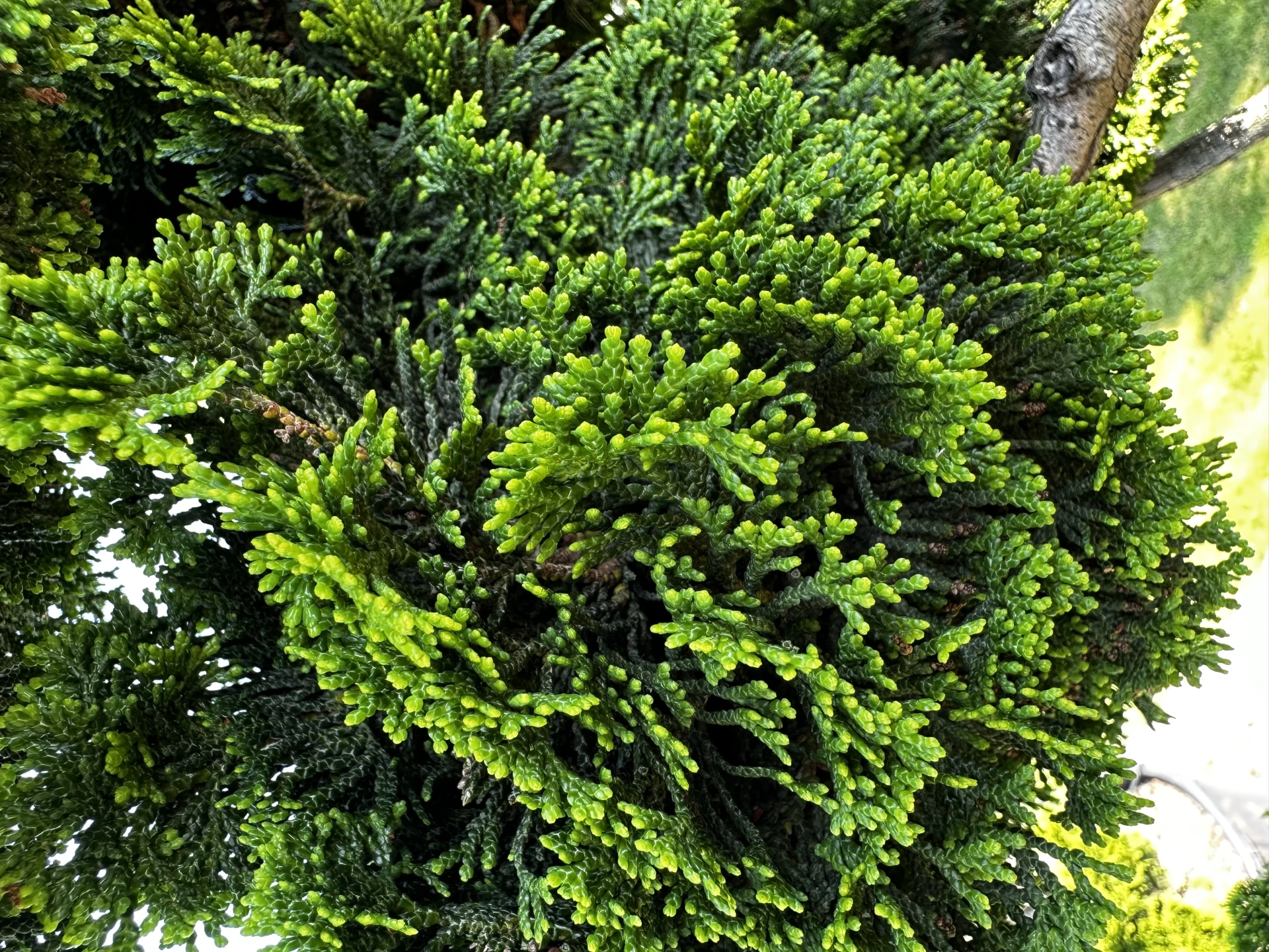 Chamaecyparis obtusa 'Nana Gracilis' (Cyprysik tępołuskowy 'Nana Gracilis')