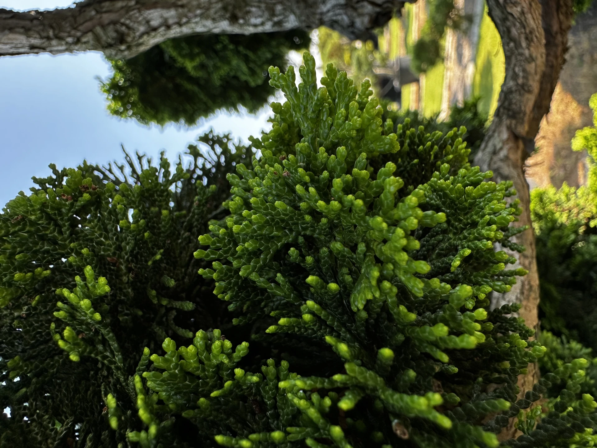 Chamaecyparis obtusa 'Nana Gracilis' (Cyprysik tępołuskowy 'Nana Gracilis')