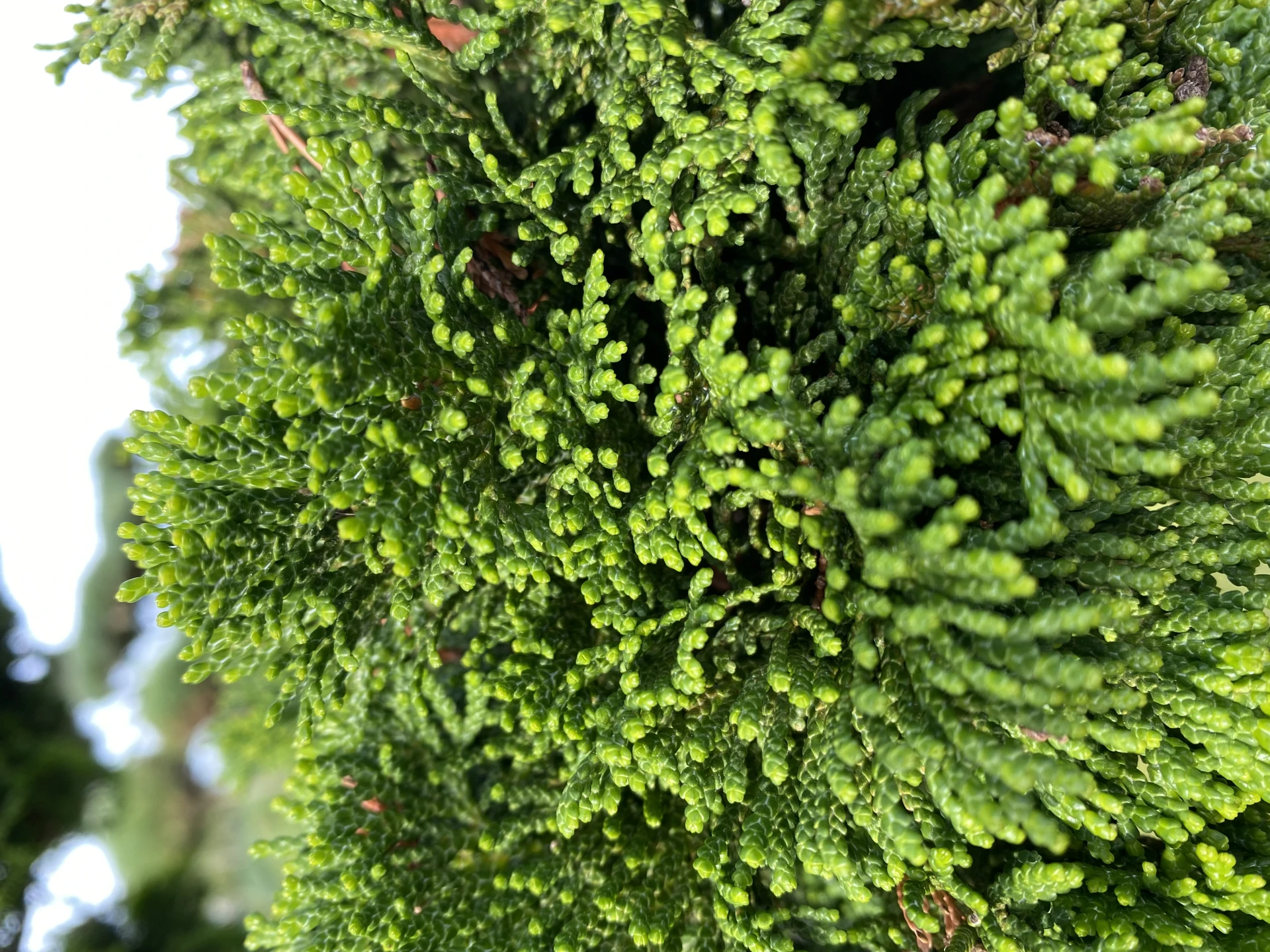 Chamaecyparis obtusa 'Nana Gracilis' (Cyprysik tępołuskowy 'Nana Gracilis')