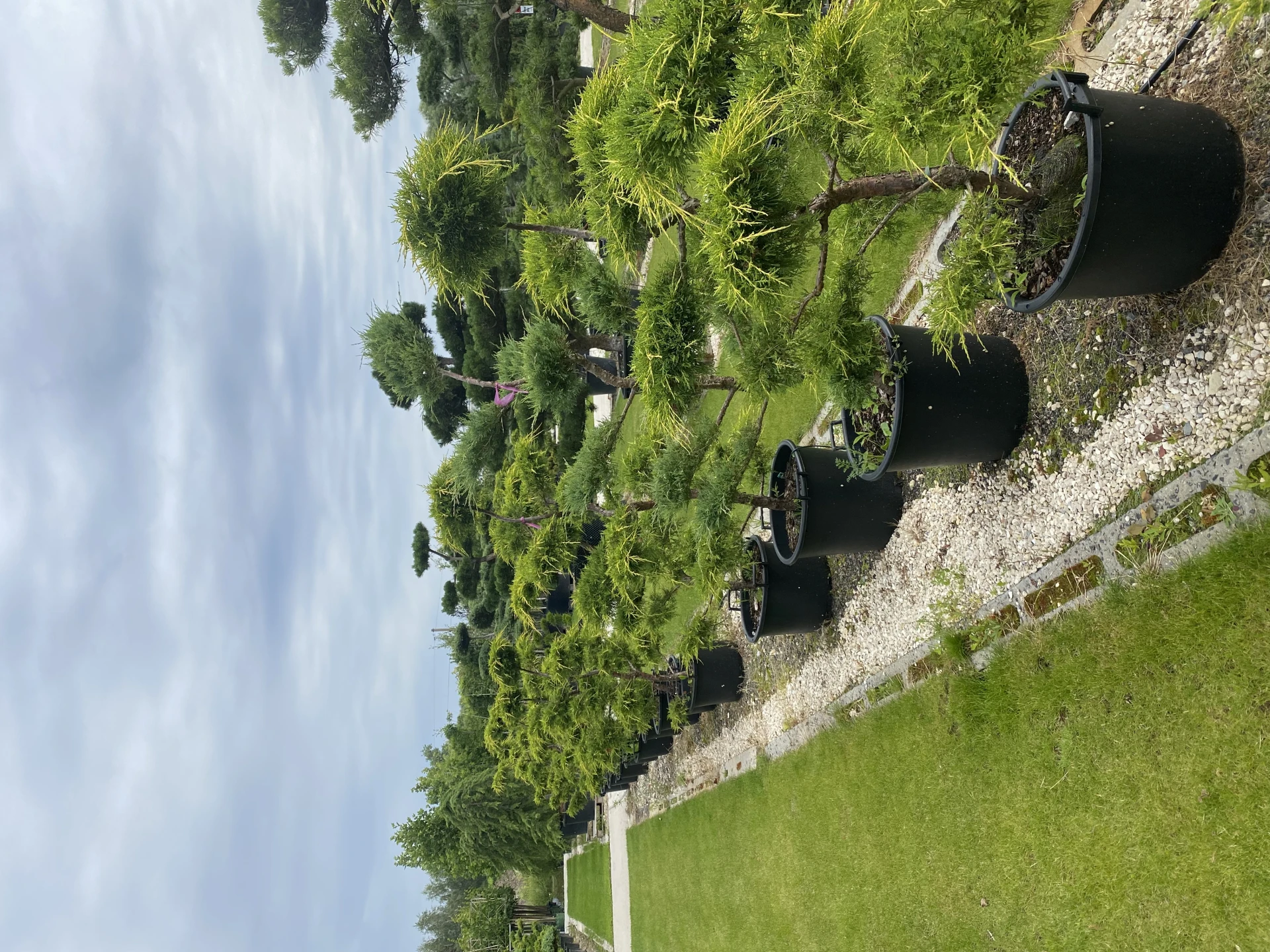 Juniperus x pfitzeriana 'Pfitzeriana Aurea' (Jałowiec Pfitzera 'Pfitzeriana Aurea')