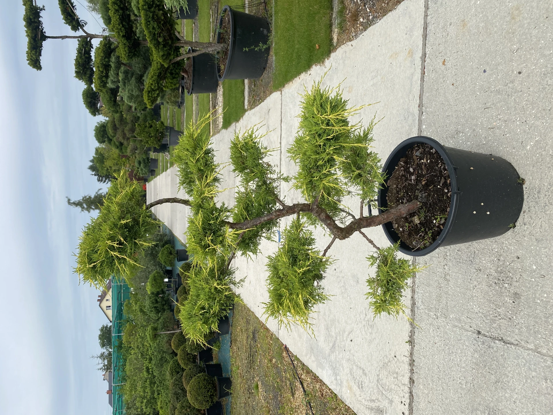 Juniperus x pfitzeriana 'Pfitzeriana Aurea' (Jałowiec Pfitzera 'Pfitzeriana Aurea')