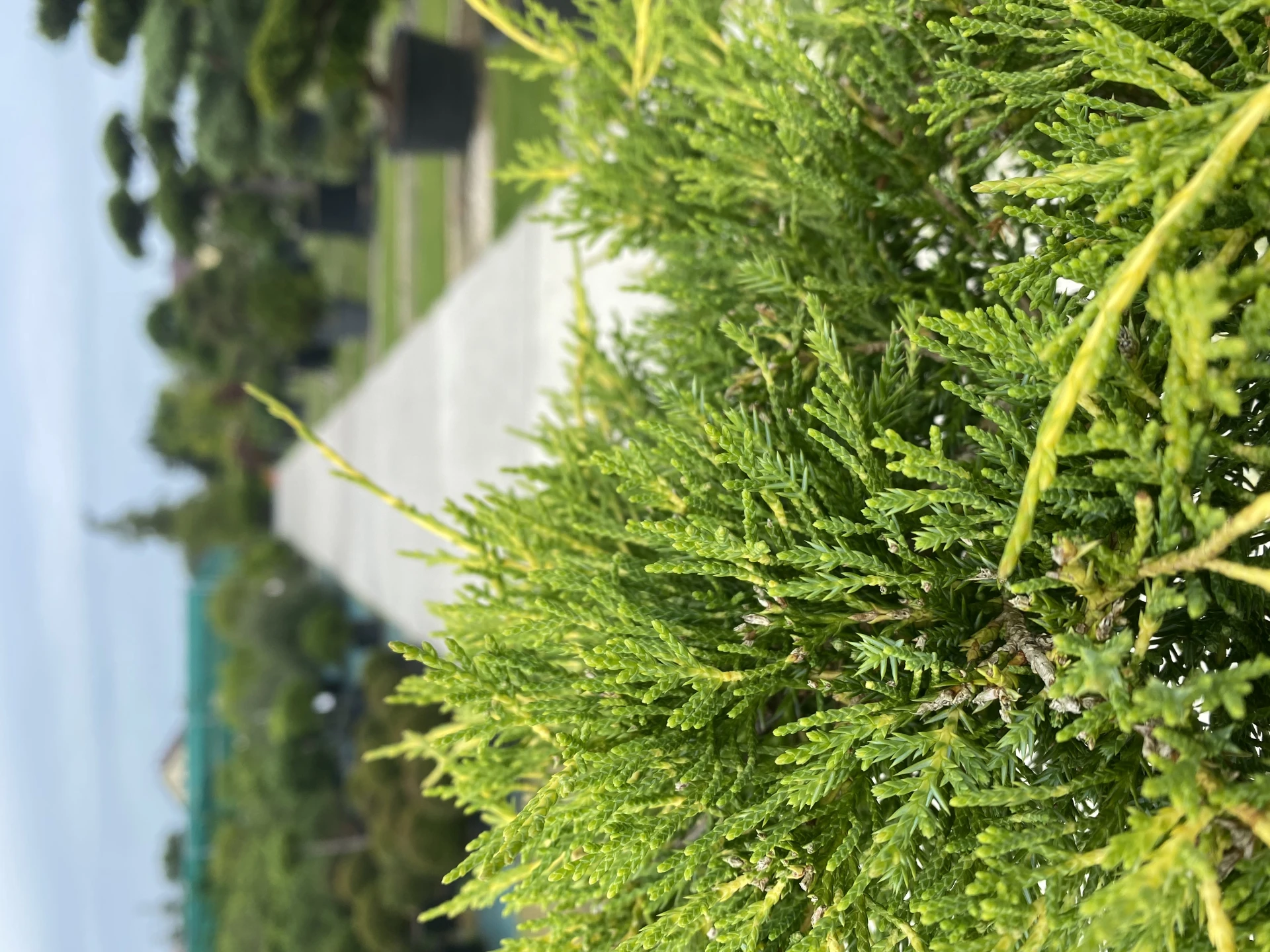 Juniperus x pfitzeriana 'Pfitzeriana Aurea' (Jałowiec Pfitzera 'Pfitzeriana Aurea')