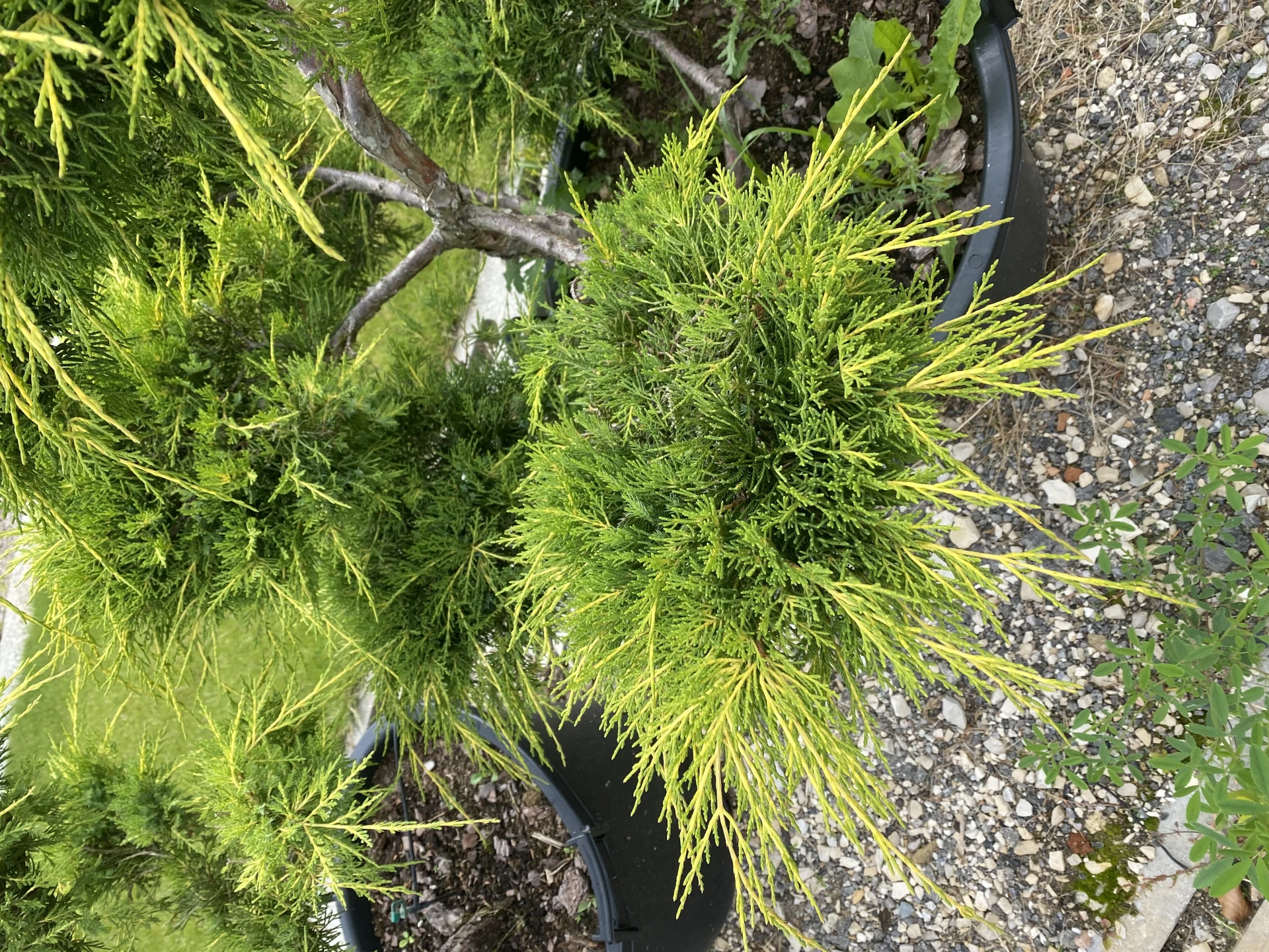Juniperus x pfitzeriana 'Pfitzeriana Aurea' (Jałowiec Pfitzera 'Pfitzeriana Aurea')